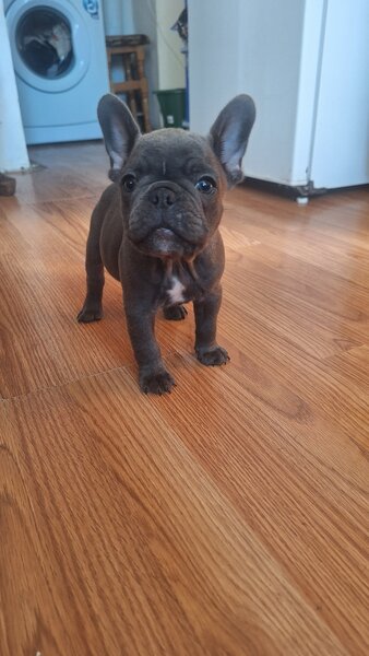 Bulldog francez,  2 luni, carnet de sanatate,  deparazitati vaccinati 2 lu