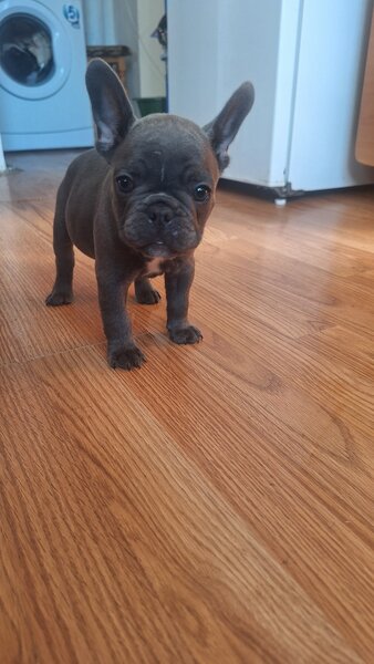 Bulldog francez,  2 luni, carnet de sanatate,  deparazitati vaccinati 2 lu