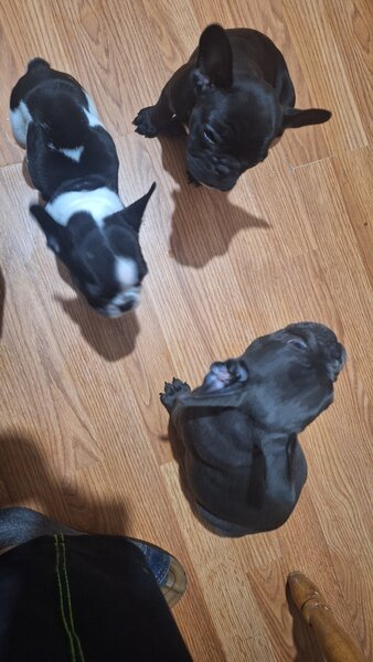 Bulldog francez,  2 luni, carnet de sanatate,  deparazitati vaccinati 2 lu