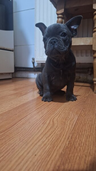 Bulldog francez,  2 luni, carnet de sanatate,  deparazitati vaccinati 2 lu