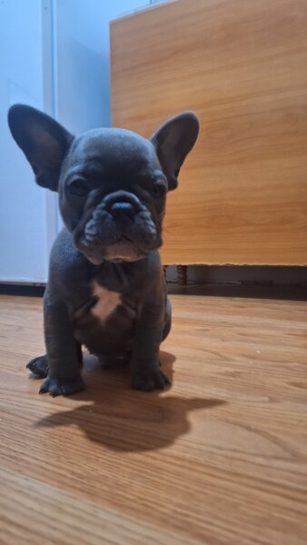 Bulldog francez,  2 luni, carnet de sanatate,  deparazitati vaccinati 2 lu
