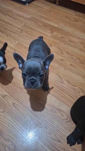 Bulldog francez,  2 luni, carnet de sanatate,  deparazitati vaccinati 2 lu