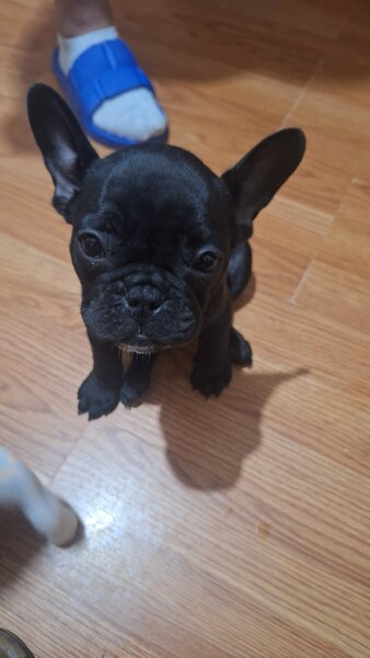 Bulldog francez,  2 luni, carnet de sanatate,  deparazitati vaccinati 2 lu