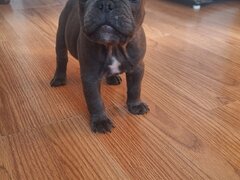 Bulldog francez,  2 luni, carnet de sanatate,  deparazitati vaccinati 2 lu