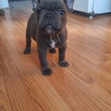 Bulldog francez,  2 luni, carnet de sanatate,  deparazitati vaccinati 2 lu