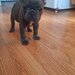Bulldog francez,  2 luni, carnet de sanatate,  deparazitati vaccinati 2 lu