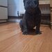 Bulldog francez,  2 luni, carnet de sanatate,  deparazitati vaccinati 2 lu