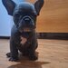 Bulldog francez,  2 luni, carnet de sanatate,  deparazitati vaccinati 2 lu