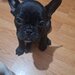 Bulldog francez,  2 luni, carnet de sanatate,  deparazitati vaccinati 2 lu